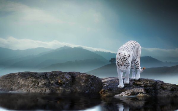Белый тигр в горах
