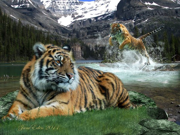 Уссурийская Тайга Амурский тигр