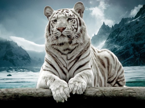 Белый тигр картина