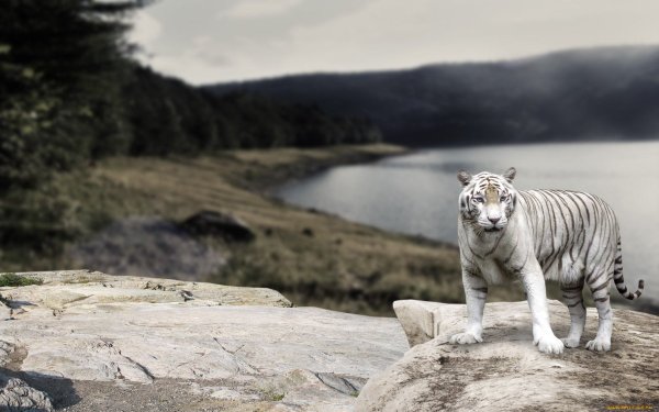 Белый тигр в горах