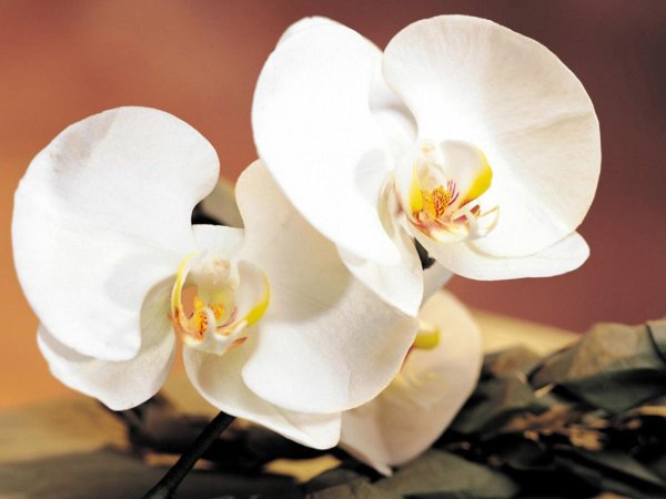 Орхидея ваниль Грин
