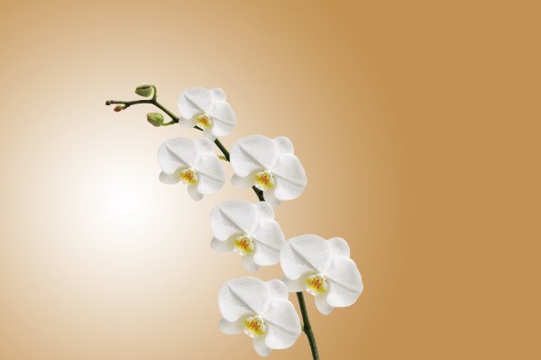 Орхидея мелкоцветковая белая