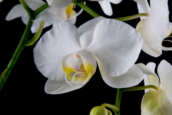Орхидея Эдди Вайт