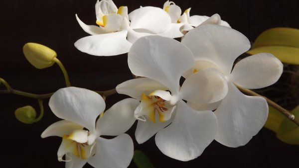 Fleur Blanc фаленопсис