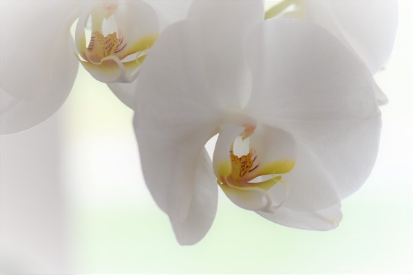 Орхидея fleur Blanc