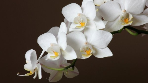 Орхидея фаленопсис белая