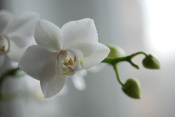 Нежные цветы орхидеи