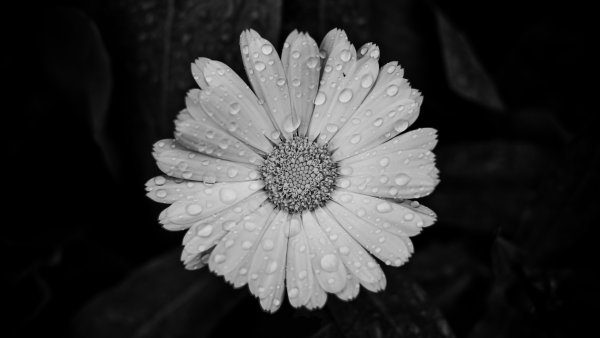 Красивые картинки в черно-белом цвете