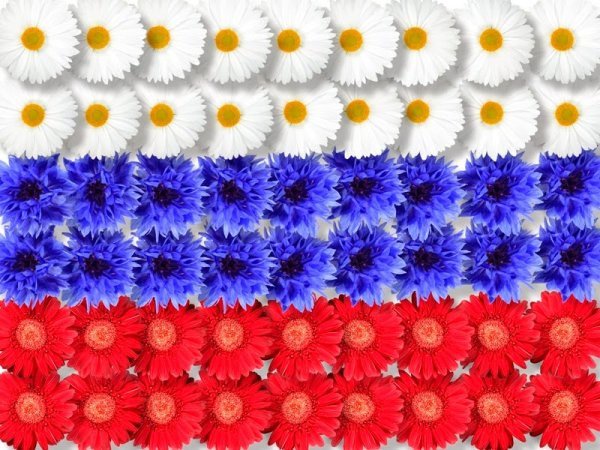 Цветы в виде флага России