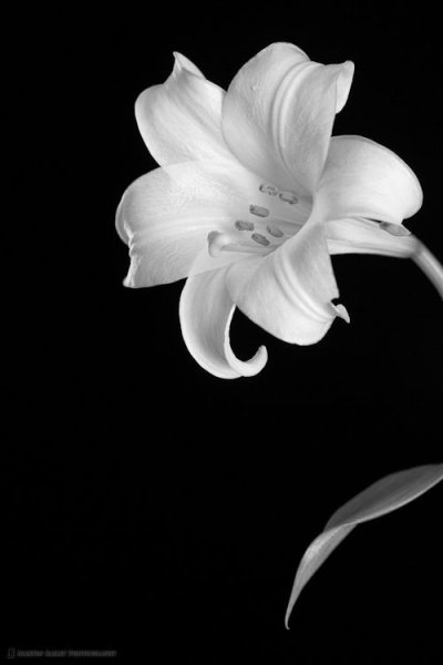 Белый цветок на темном фоне