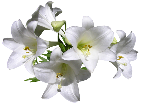 Цветы на белом фоне