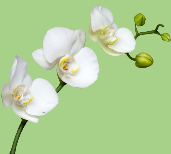 Белый цветок на цветном фоне