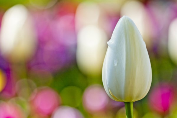 Белые тюльпаны макро