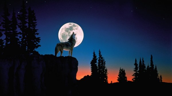 Белый волк на фоне луны