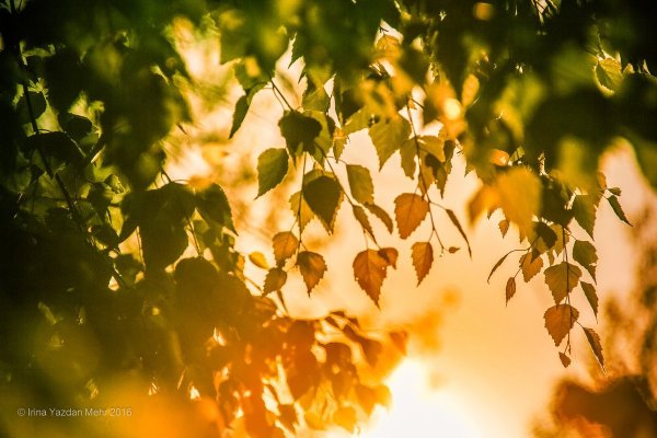 Осень листья солнце