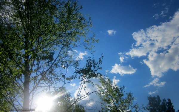 Деревья небо голубое солнце