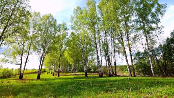 Берёзовая роща парк Новосибирск