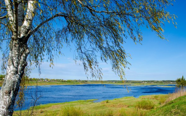 Река Волга природа береза