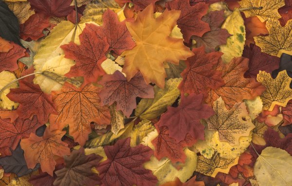 Осенние листья текстура