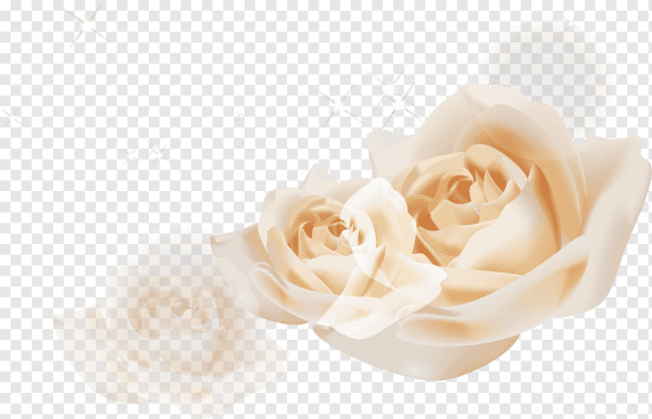 Кремовая роза на прозрачном фоне