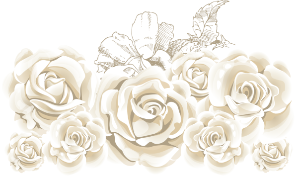 Белые розы на прозрачном фоне