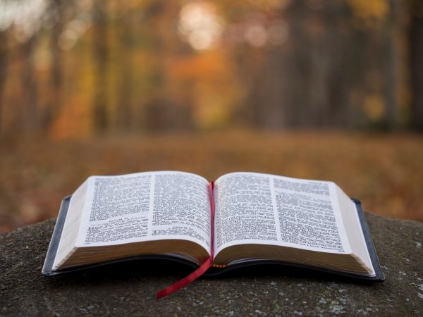 Чтение Библии на природе
