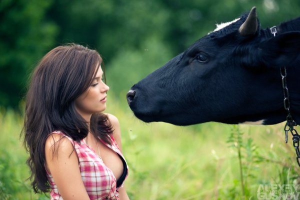 Красивая девушка с коровой