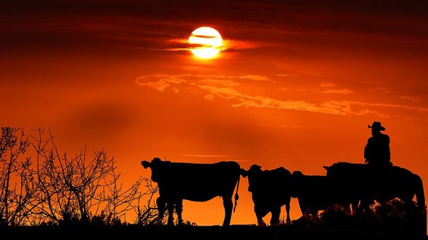 Коровы на закате