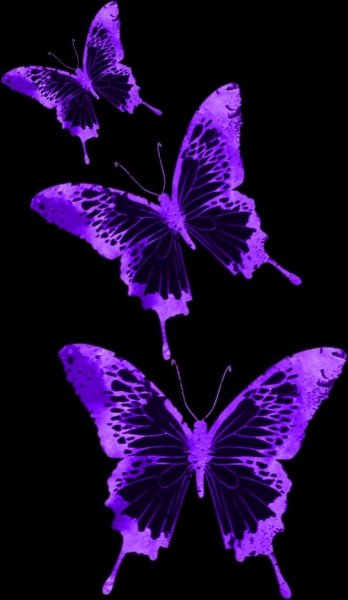 Фиолетовая бабочка на черном фоне