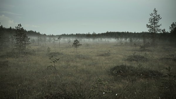 Чернобыль поле