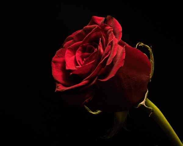 Большая красная роза на черном фоне