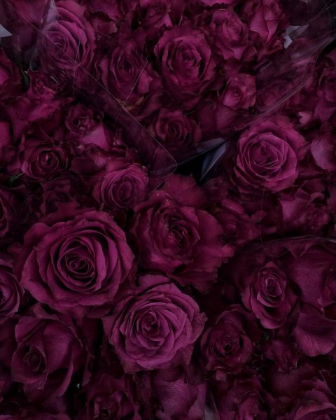 Бордовые фоны букет роз