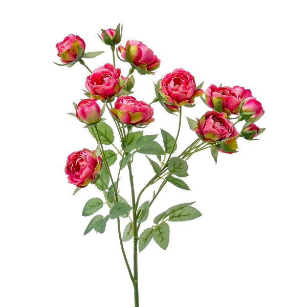 Роза кустовая Mirabel