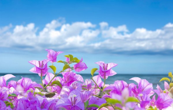 Цветы на фоне моря