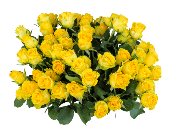 Желтые кустовые розы