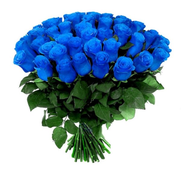 51 Синяя роза
