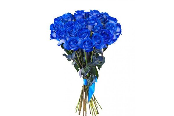 Розы Кения синие
