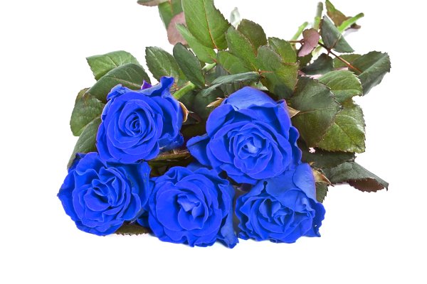 Букет синих цветов на белом фоне