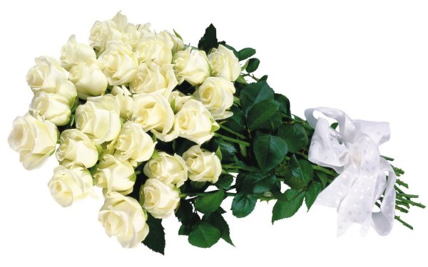 White Licorice роза