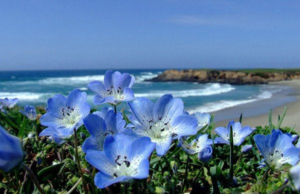 Цветы на фоне моря