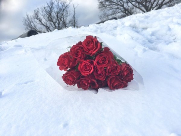 Красная роза на снегу