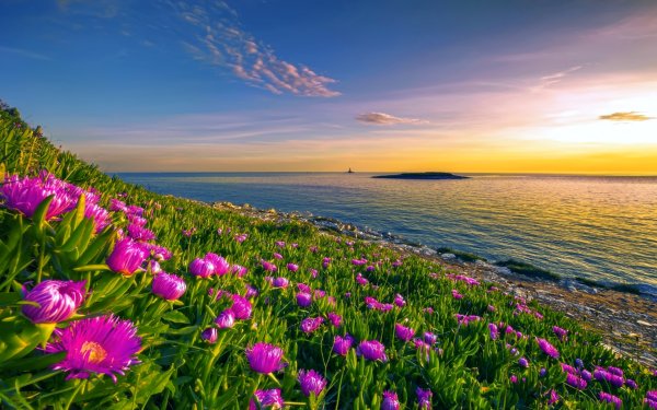 Цветы море солнце