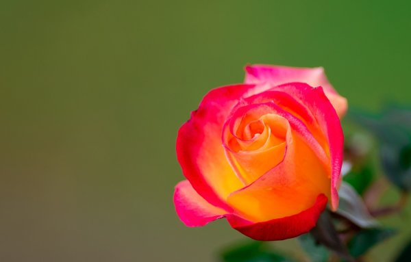 Красивые бутоны роз