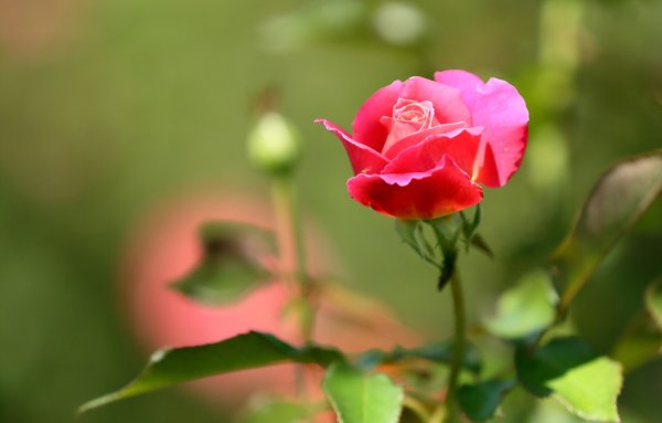 Маленький бутончик розы