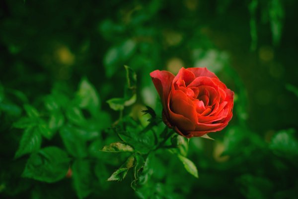 Бутон алой розы