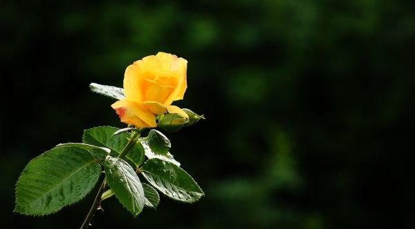 Стебель розы с шипами