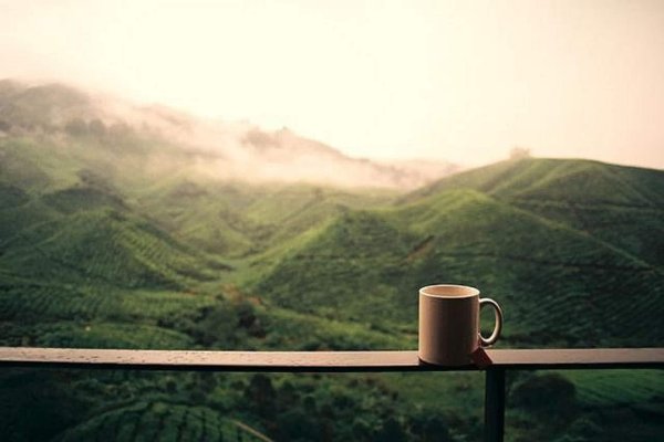 Чай на фоне гор