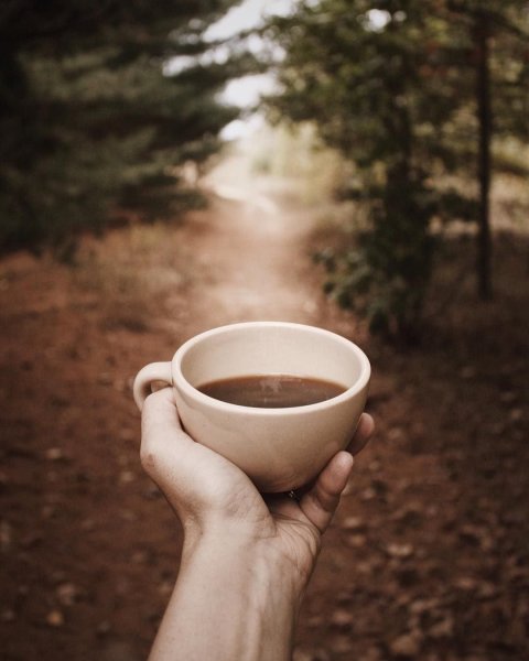 Чай на фоне леса