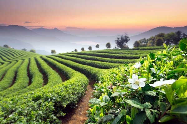Чайные плантации Керичо