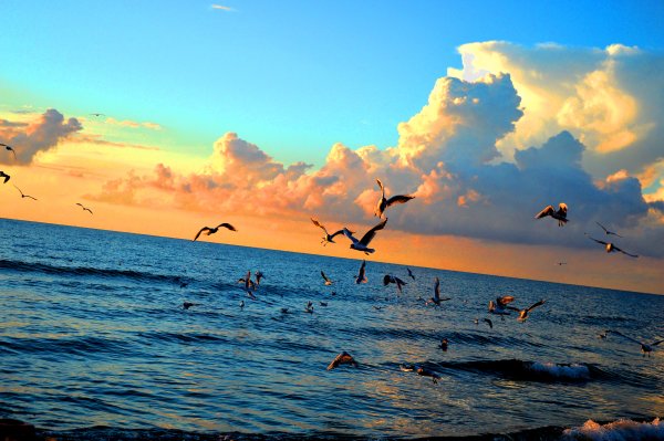 Чайки на фоне моря